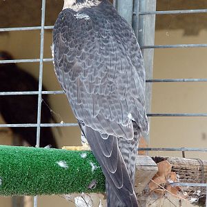 Falco peregrinus brookei / Mediterranean Peregrine falcon, Tel-Aviv Univers
