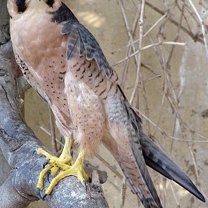 Falco pelegrinoides / Barbary Falcon, Tel-Aviv University Zoo, 13-10-2010.