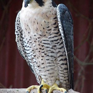 Falco peregrinus peregrinus / Peregrine falcon, Tel-Aviv University Zoo, 13