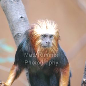 Golden Headed Lion Tamarin