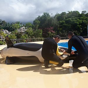 Taking milk from Kohana