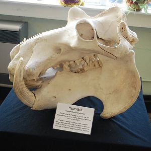 HIPPO SKULL