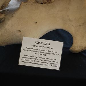 HIPPO SKULL AND DESCRIPTION