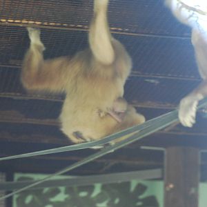 LARS GIBBON 2 DAY OLD BABY