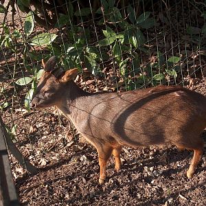 pudu jardin des plantes march 2008