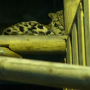 clouded leopard jardin des plantes march 2008