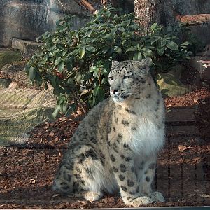 snow leopard jardin des plantes march 2008