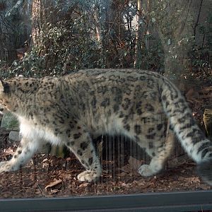 snow leopard jardin des plantes march 2008