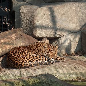 chinese leopard jardin des plantes march 2008