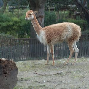 vicuna jardin des plantes march 2008
