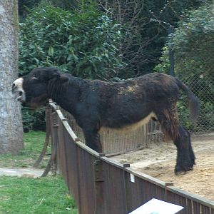 poitou ass jardin des plantes march 2008