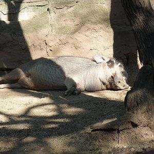 the only warthog in mexico at zooleon