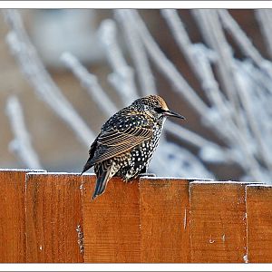 Starling Winter Phase