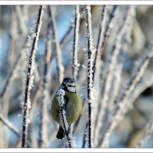 Blue Tit