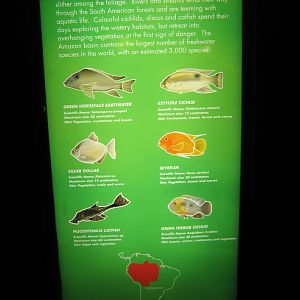 Amazon fish signage