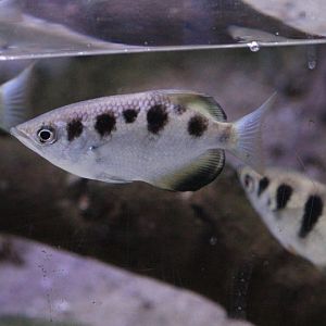 Archerfish
