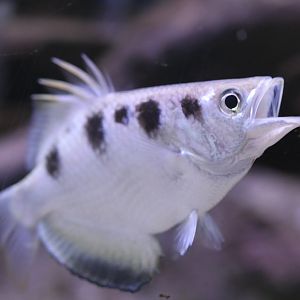 Archerfish