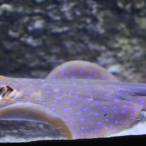 Blue-spotted Fantail Ray