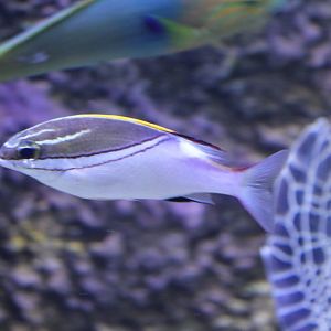 Bridled Monocle Bream