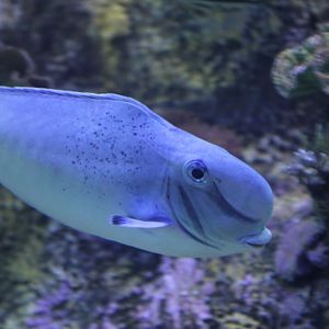 Bulbnose Surgeonfish