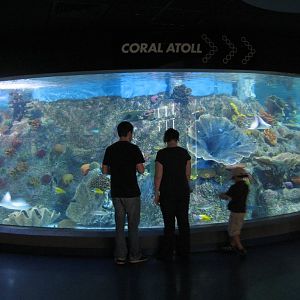 Coral Atoll Tank