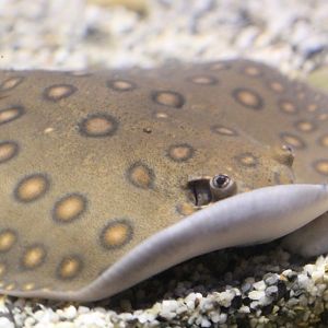 Freshwater Ray