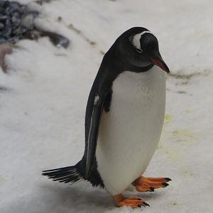 Gentoo Penguin