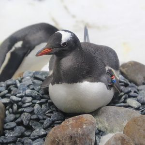 Gentoo Penguin