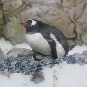 Gentoo Penguin on chick