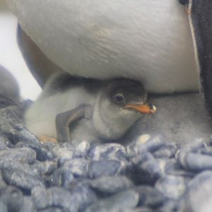 Gentoo Penguin chick