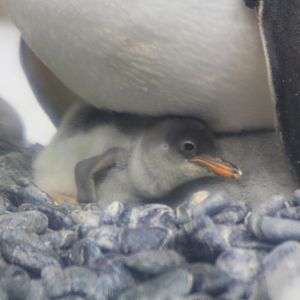 Gentoo Penguin chick