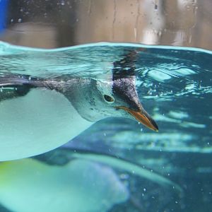 Gentoo Penguin