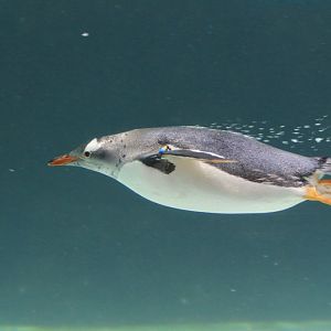Gentoo Penguin