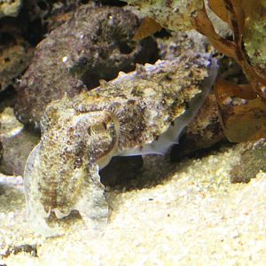 Giant Cuttlefish