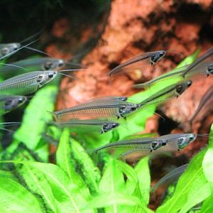 Glass Catfish