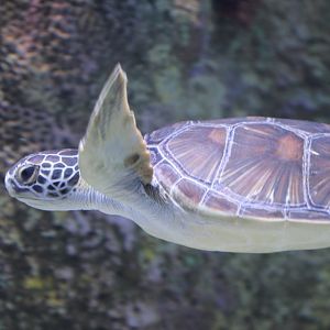 Green Turtle