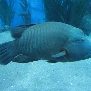 Humphead Wrasse