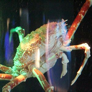 Japanese Spidercrab