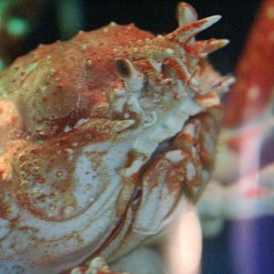 Japanese Spidercrab head