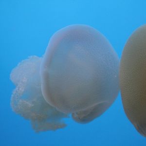 Jellyfish
