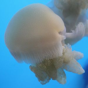 Jellyfish