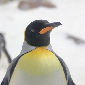 King Penguin