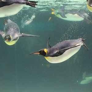 King Penguin