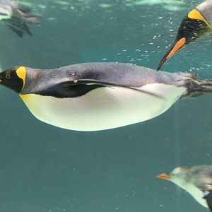 King Penguin