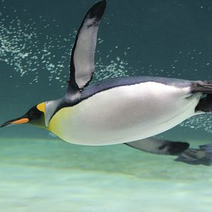 King Penguin