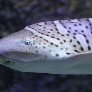 Leopard (Zebra) Shark