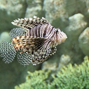Lionfish