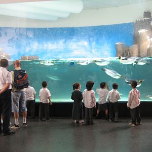 Penguin exhibit