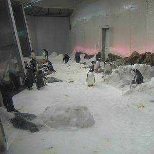 Penguin exhibit