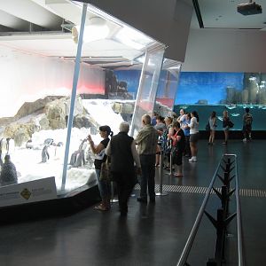 Penguin exhibit